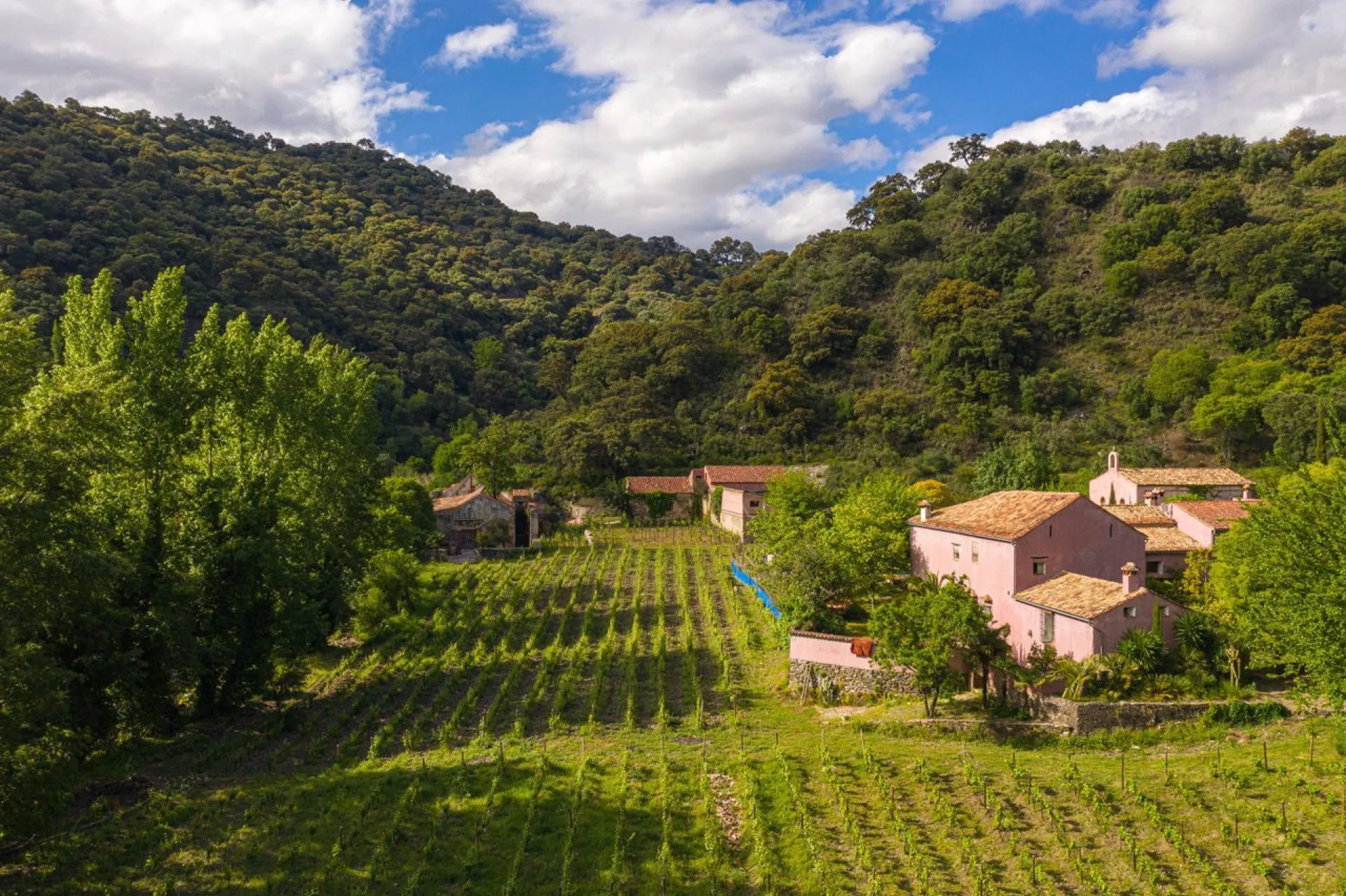 Aerial view of the estate: terraced vines, the house and the mountain woodland.