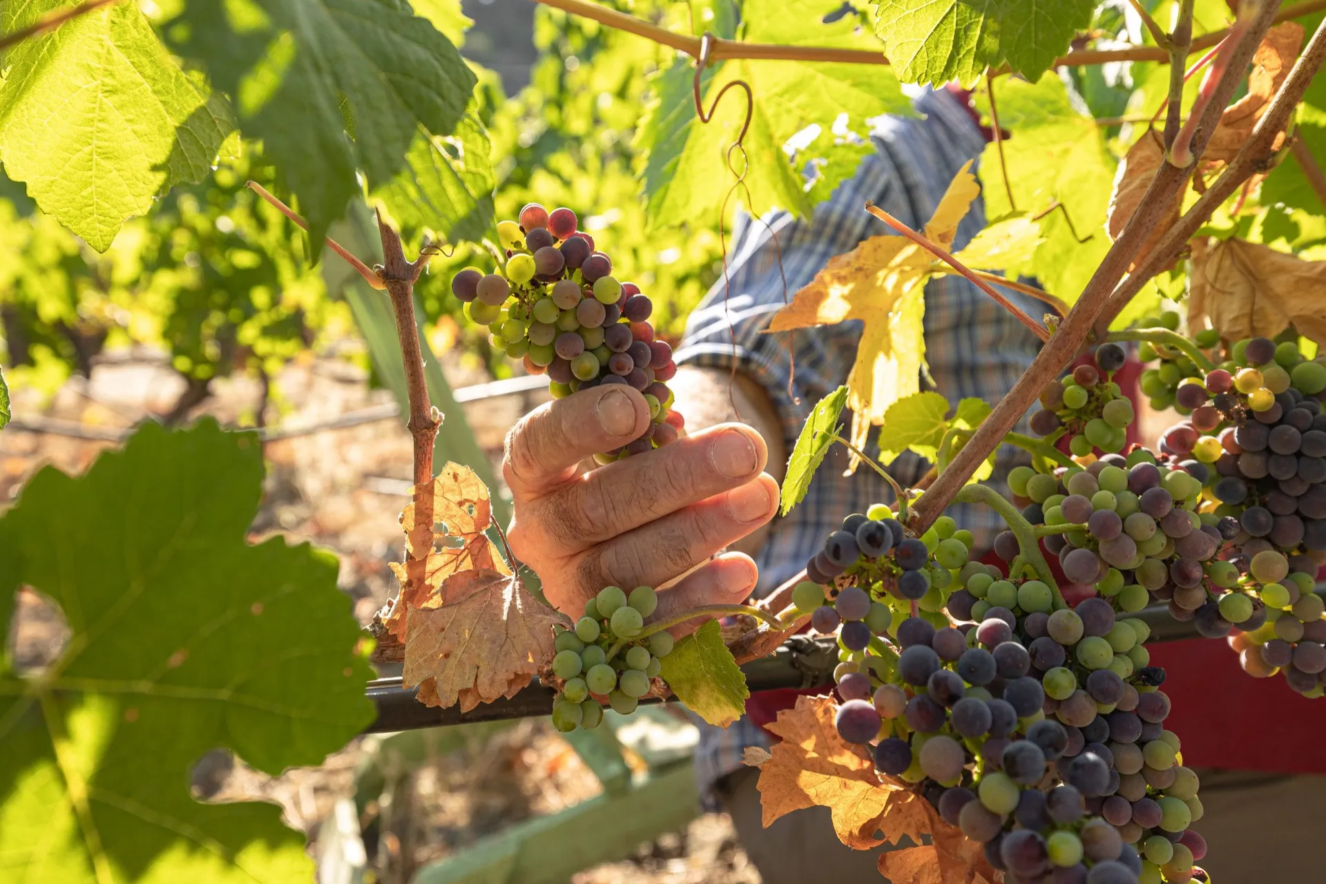 Bunches of white grapes on the vine during the harvest.